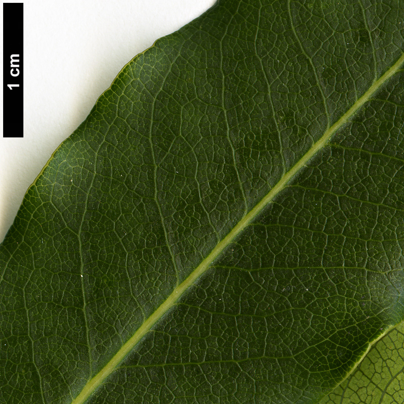 High resolution image: Family: Pittosporaceae - Genus: Pittosporum - Taxon: undulatum High resolution image: Family: Pittosporaceae - Genus: Pittosporum - Taxon: undulatum